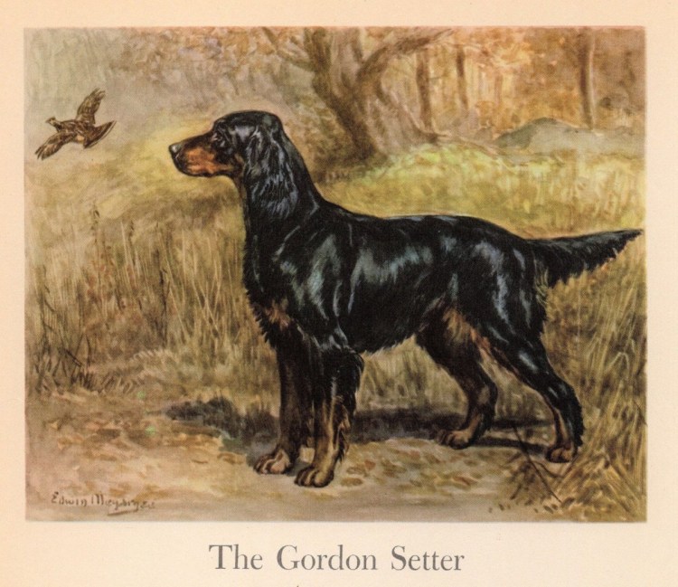 Собаки шотландский сеттер обои