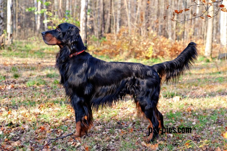 Сеттер английский ирландский шотландский