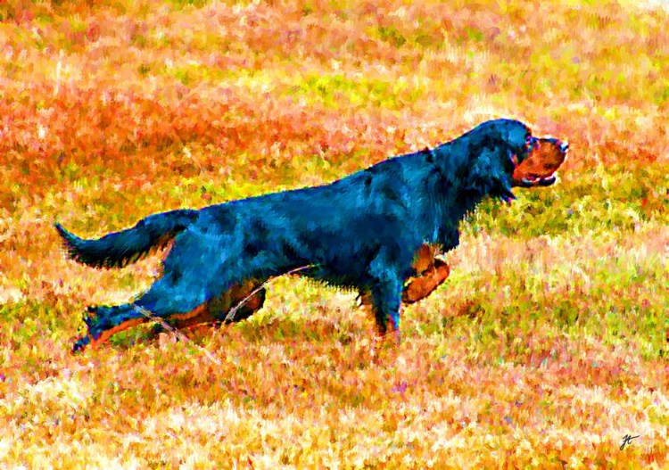 Шотландский сеттер-Гордон