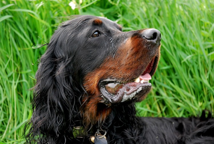 Сеттер-Гордон щенки