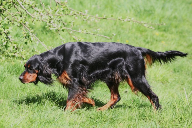 Шотландский Сетор Годер