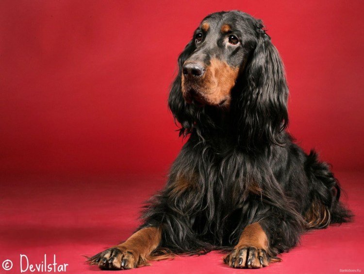 Сеттер Гордон собака