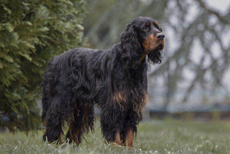 Сеттер-Гордон стандарт породы