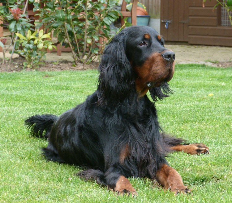 Русский охотничий спаниель