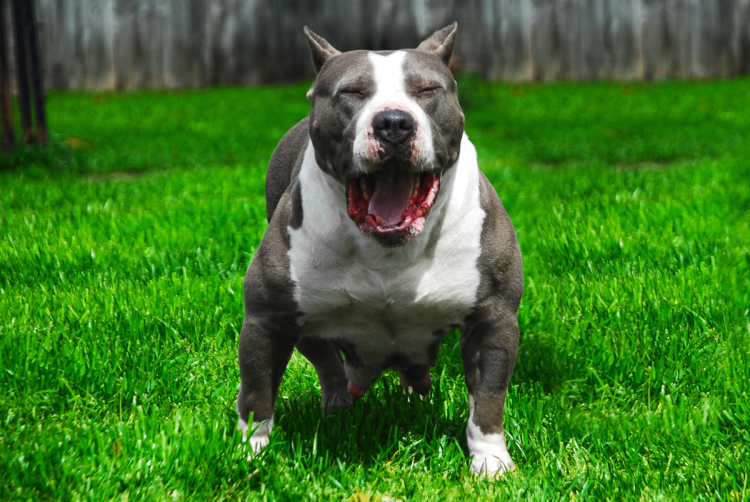 Стаффордширский терьер булли
