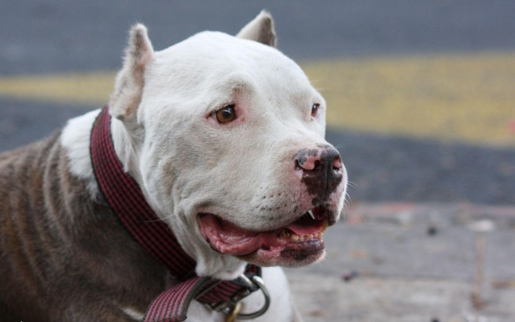 Американский питбультерьер злой