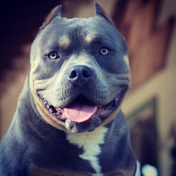 Бульдог американский бультерьер