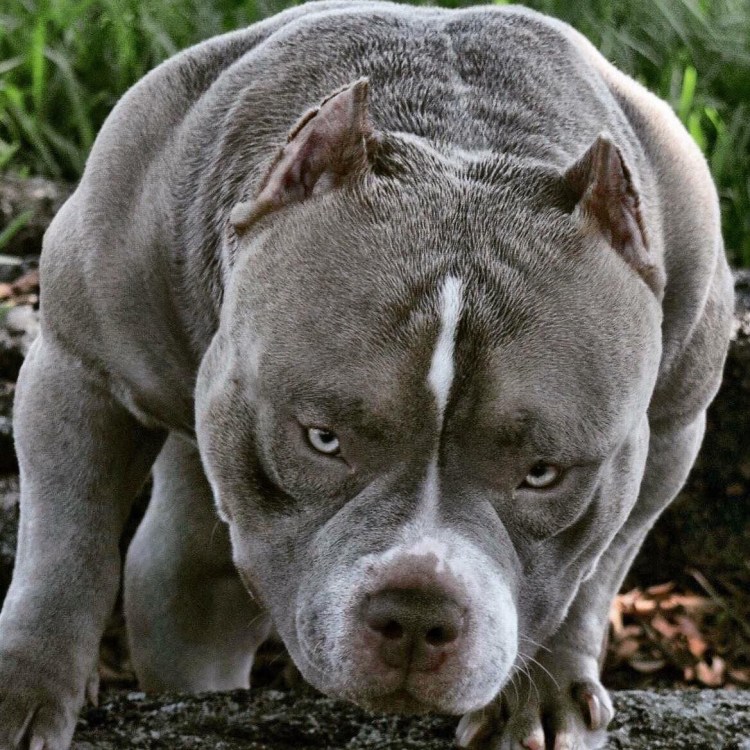 Американский стаффордширский булли