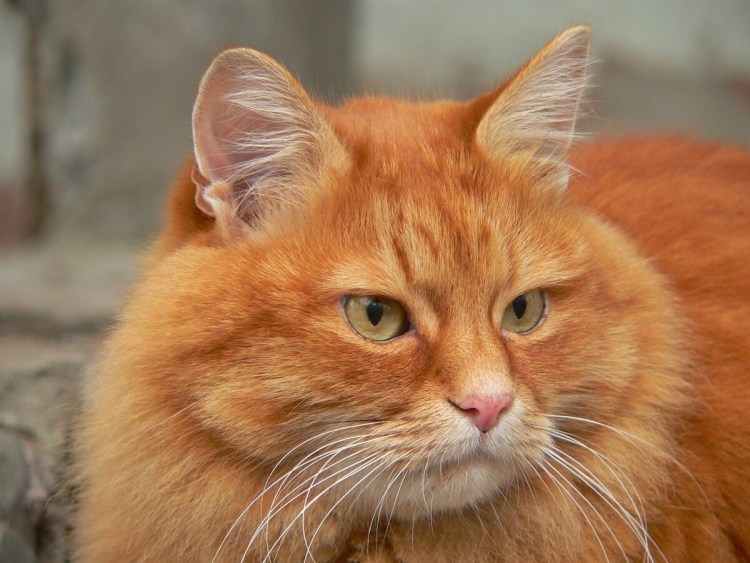 Рыжий полосатый кот порода