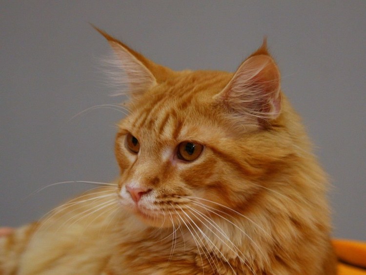 Мейн кун рыжий