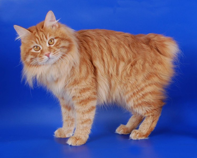 Бобтейл Курильский кот короткошерстный