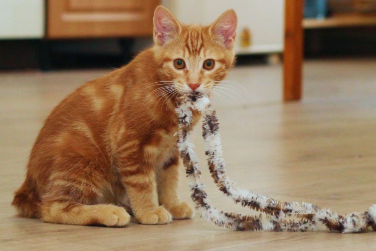 Цейлонская короткошерстная кошка рыжая