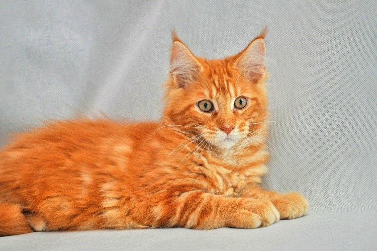 Породистая Мейн кун кошка рыжая