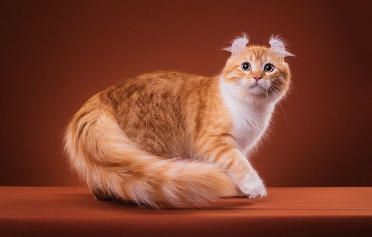 Рыжая кошка Мейн кун