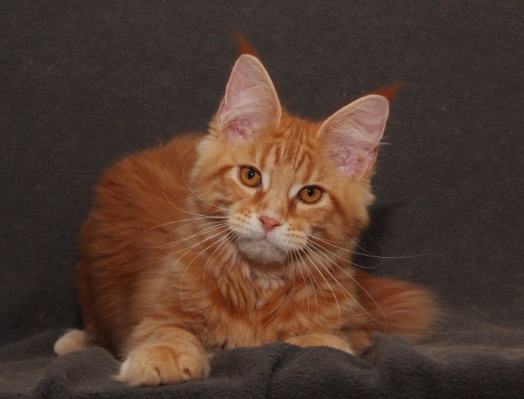 Рыжая крошка