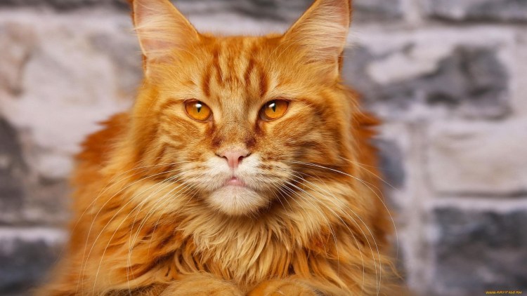 Норвежская Лесная кошка рыжая