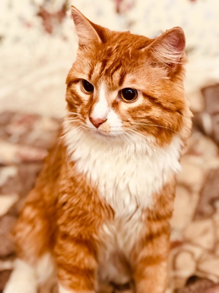 Макрелевый табби рыжий