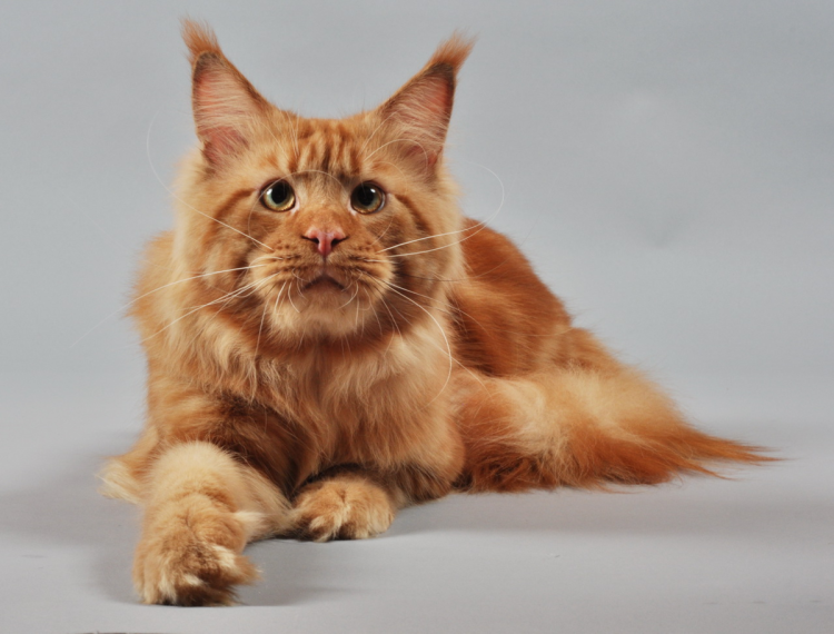 Сибирский гладкошерстный рыжий кот