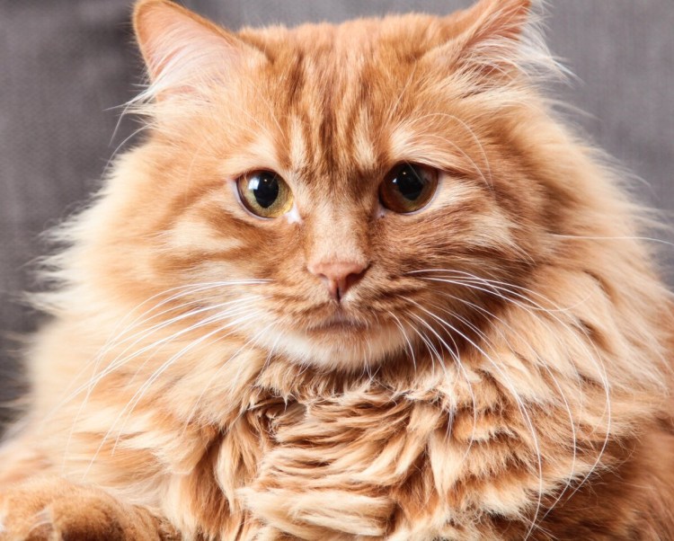 Анатолийский кот рыжий короткошерстный