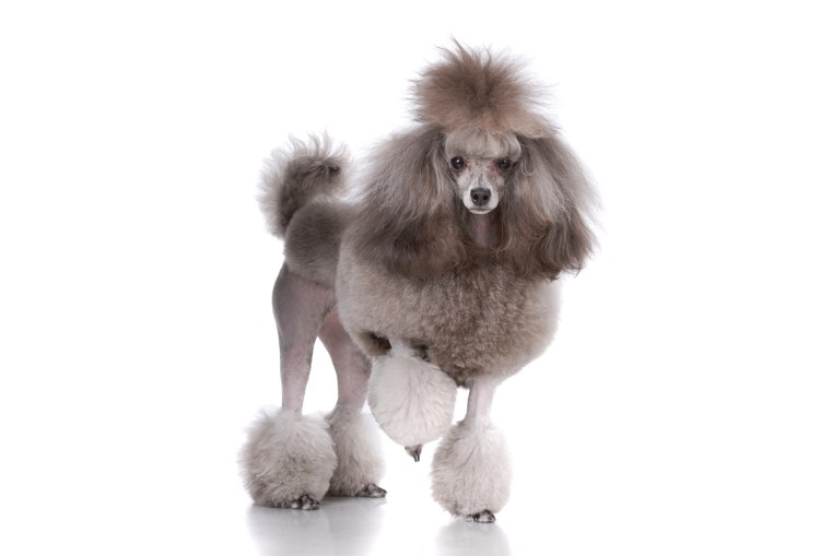 Пудель контур