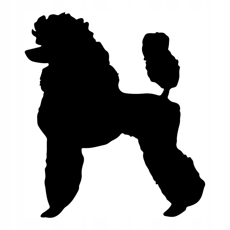 Очертания пуделя