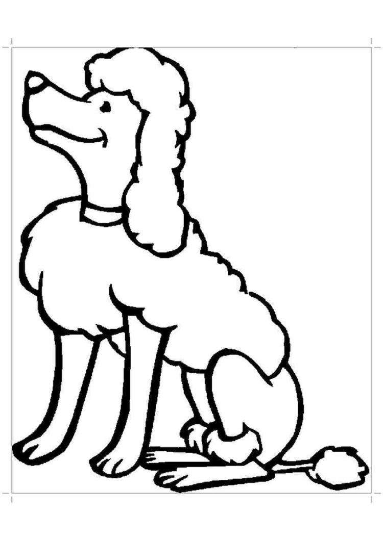 Королевский пудель раскраска