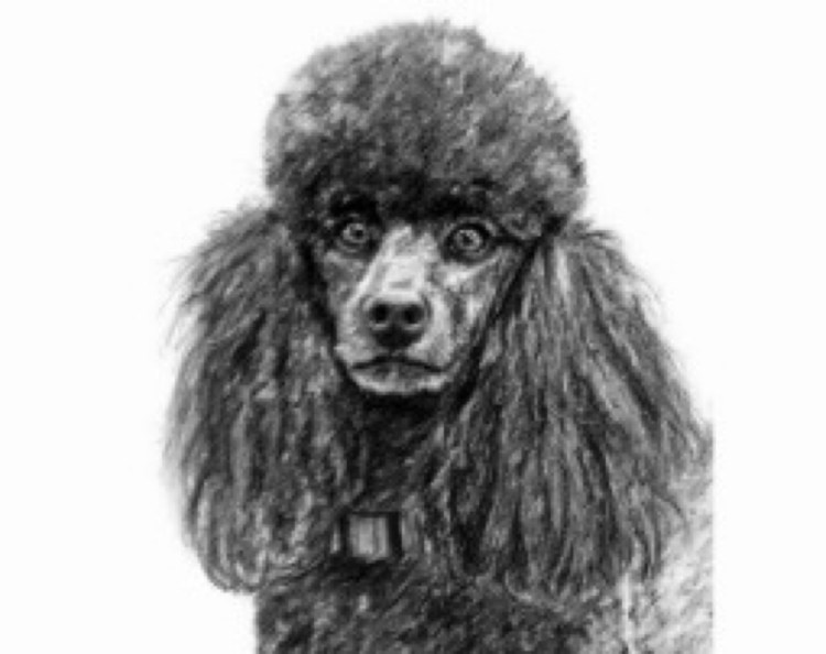 Карликовый пудель рисунок