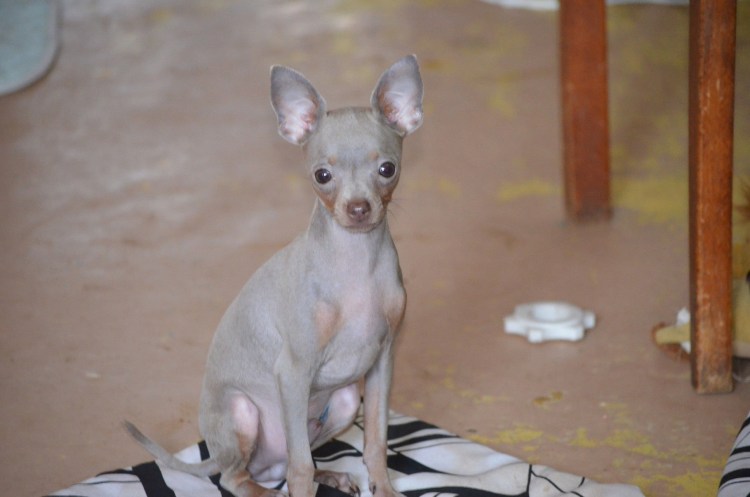 Той терьер лилово подпалый