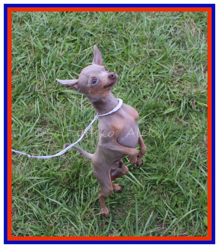 Той терьер лилово подпалый