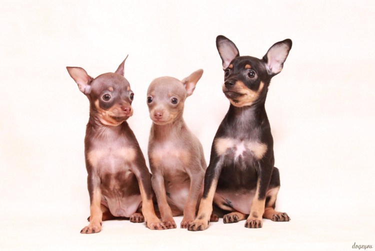 Догзи- питомник русских тоев