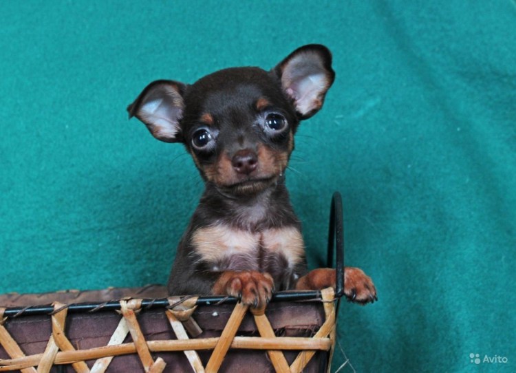 Лиловый той терьер