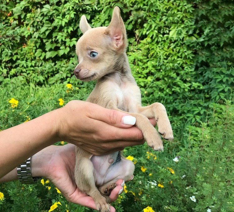 Терьер лиловый