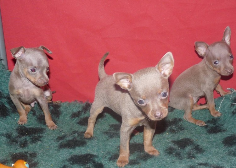 Рыже лиловый той терьер