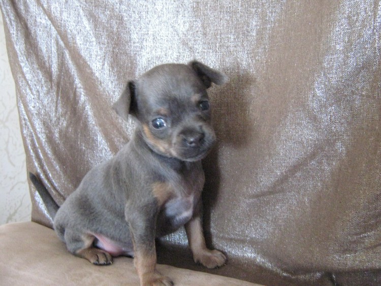 Той терьер голубо подпалый