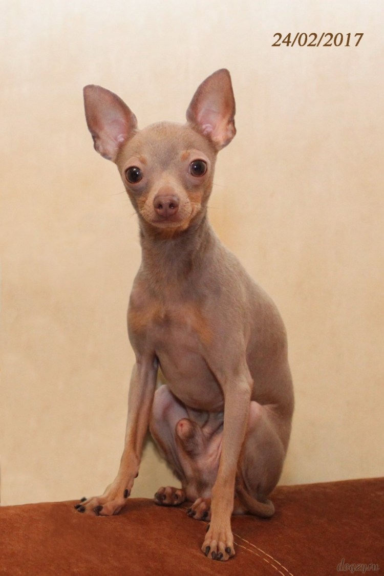 Лиловый цвет той терьера