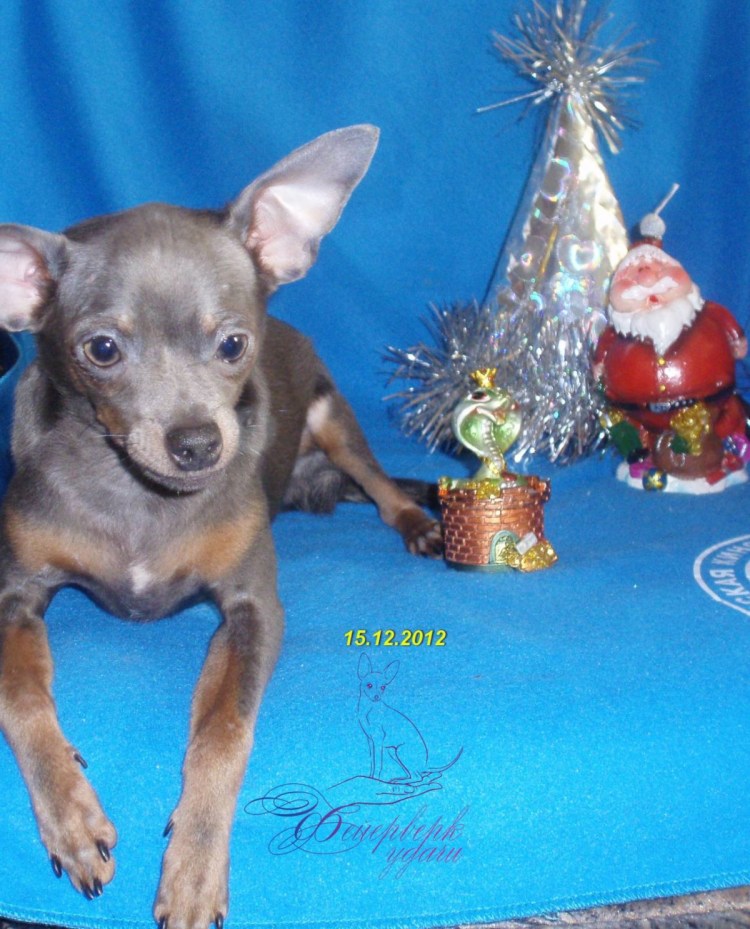 Той терьер лилово подпалый