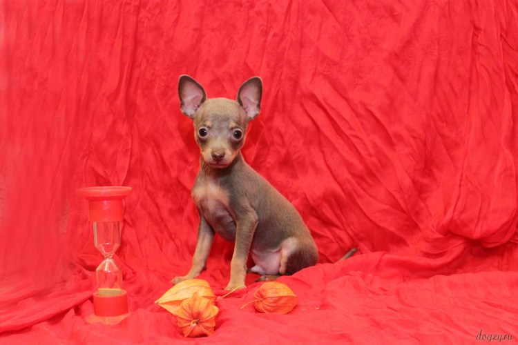 Карликовый той терьер