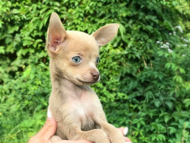 Той терьер голубо подпалый