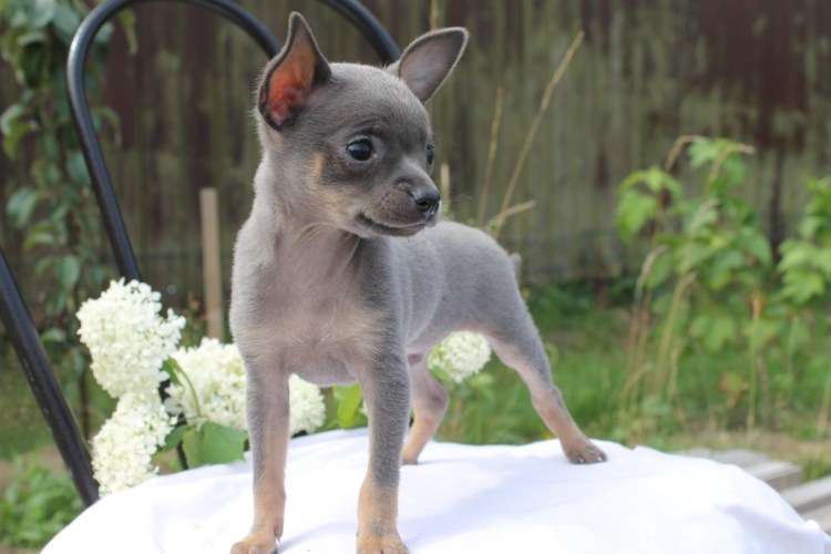 Той терьер голубо подпалый