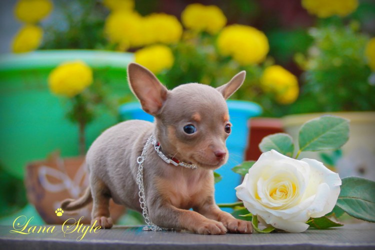 Лилово подпалый русский той терьер на рабочий стол