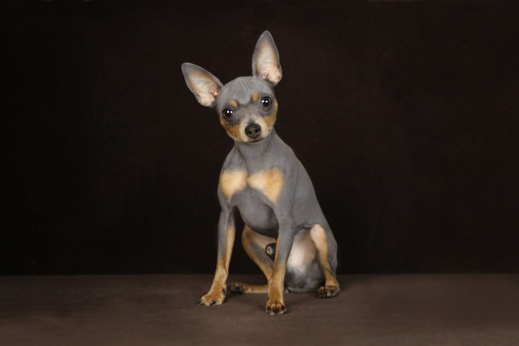 Русский той терьер серый