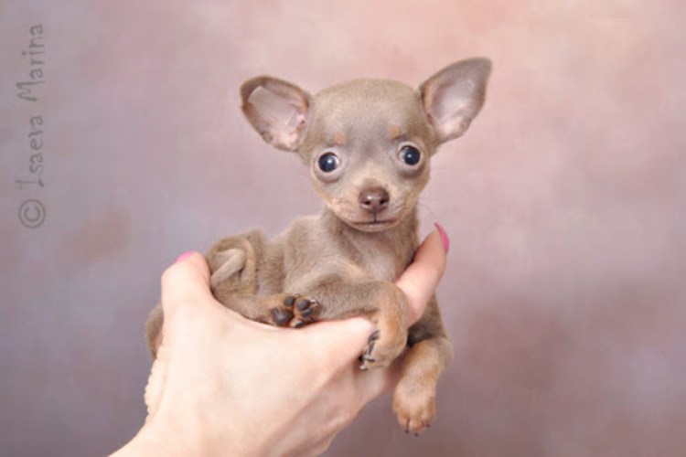 Той терьер лилово подпалый