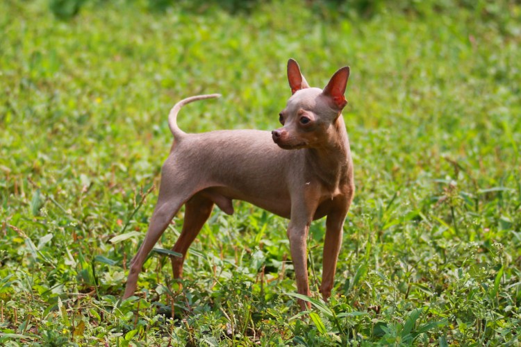 Лиловый той терьер