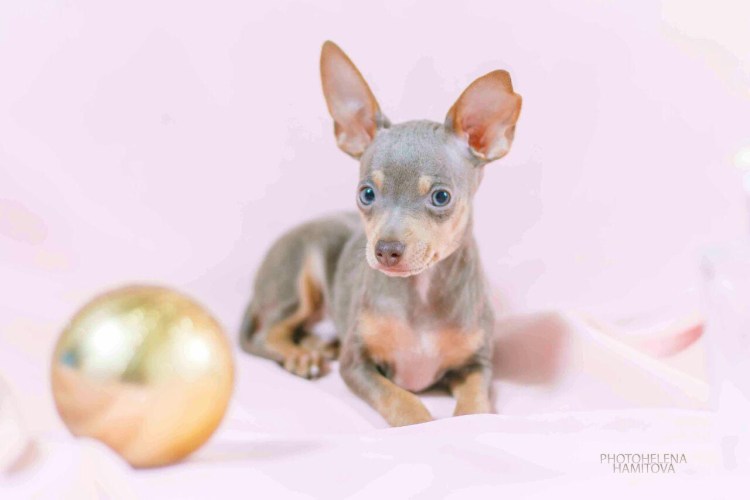 Русский той терьер голубо подпалый