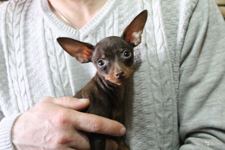 Той терьер шоколадный