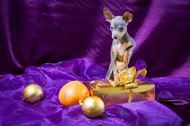 Той терьер голубо подпалый