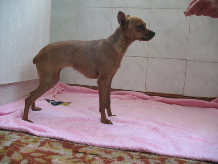 Лиловый окрас в породе той терьер