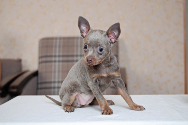 Той терьер лиловый Соболь окрас