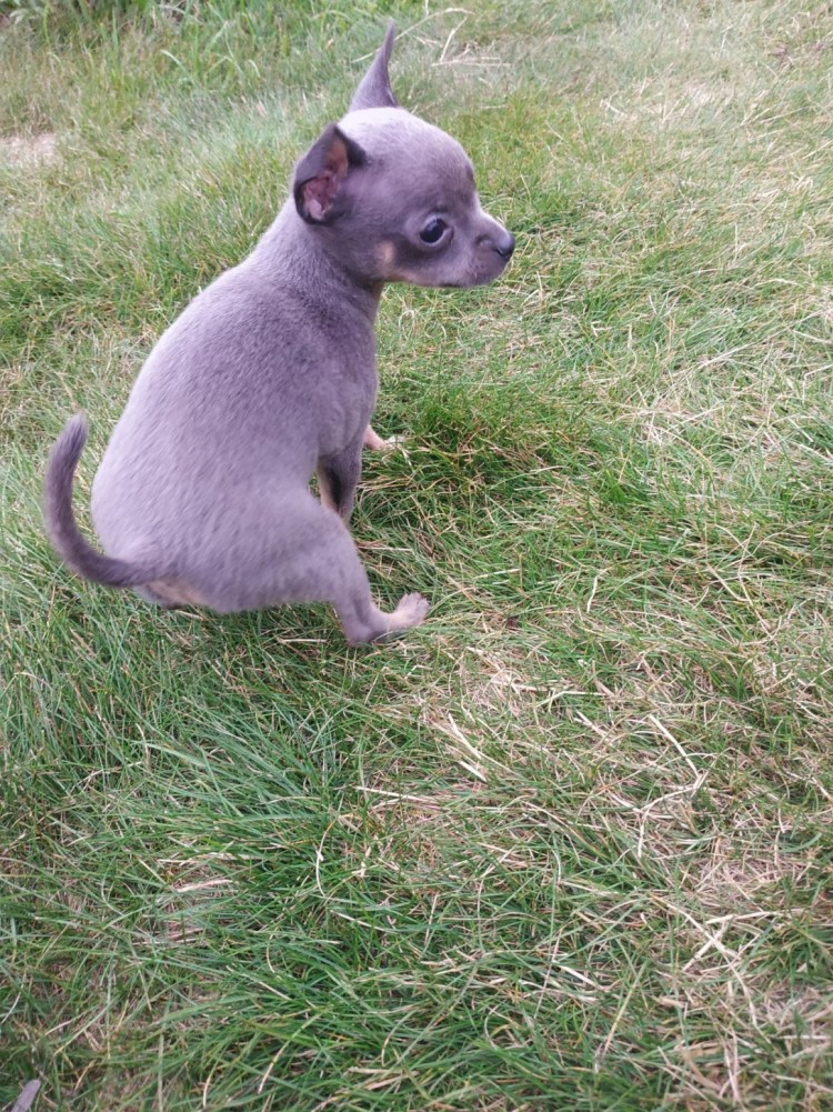 Русский той-терьер длинношерстный шоколадный