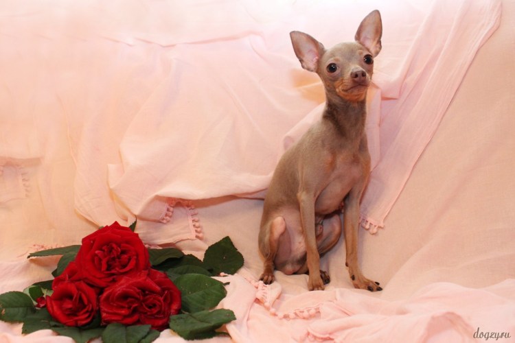 Лиловый той терьер